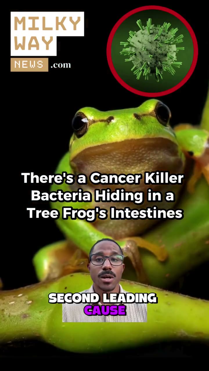 The Cancer Killer Hiding in a Tree Frog's Gut